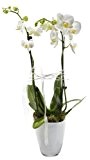 Orchidee (Phalaenopsis) weiß blühend, 2 triebig 1 Pflanze