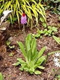 Orchideen Primel - Primula vialii - Rarität