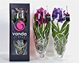 Orchideen Vanda Hybrid in champagne Glas mit Geschenkverpackung 70cm+/-