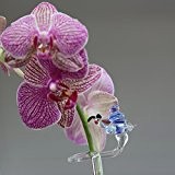 Orchideenstab Blumenstab Blumenhalter mit Schnecke handgeformt Lauschaer Glas das Original