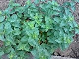 Oregano- Origanum vulgare - Gewürzpflanze