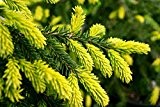 Orientalische Fichte Picea orientalis 70 Samen