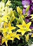 Orientalische Lilien gelb - All is All, Größe I, 3x3 Zwiebel