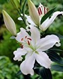 Orientalische Lilien weiß -Helvetia, Größe I, 3x3 Zwiebel