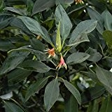 Orientalische Schwarze Mangrove (Bruguiera gymnorrhiza) Samen/Keimlinge ***Mangrovenbäume sind super seltene Zimmerpflanzen***