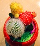 Originalverpackung 10pcs / bag echten Kaktus Samen, Mini Kaktus, Feigenkaktus, Bonsai Blumensamen, Topfpflanze für Hausgarten