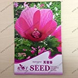 Originalverpackung Blumensamen, Hibiscus moscheutos (Bisamstrauch) Samen, reifen Blüte 90 Tage, 25 Partikel Samen / bag