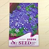 Originalverpackung Blumensamen, tropische ageratum Crown Blue Ageratum Samen reifen Blüten 80 Tage, 50 Teilchen Samen / bag