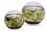 Ornarium Wasserpflanzen-Kleine Kugel 10cm