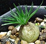Ornithogalum sardienii - Caudexpflanze - 10 Samen
