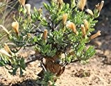 Othonna filficaulis - Caudexpflanze - 10 Samen