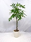 Pachira aquatica 150 cm - Glückskastanie / Zimmerpflanze