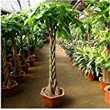 Pachira Macrocarpa Samen, 100% wahr Bonsai-Baum Samen - 1 Stück / Pack