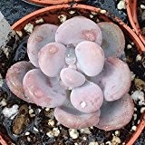 Pachyphytum oviferum - Pink Moonstone - Echeveria - 1 Blattsteckling (unbewurzelt)