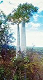 Pachypodium geayi - Madagaskar-Palme - 5 Samen