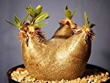 Pachypodium horombense - Caudexpflanze - 3 Samen