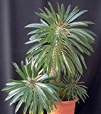 Pachypodium lamerei - Madagaskar-Palme - 50 Samen