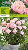 Paeonia lactiflora - Pfingstrose " Baby Pink "