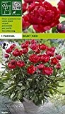 Paeonia lactiflora - Pfingstrose " Baby Red "