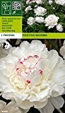 Paeonia lactiflora - Pfingstrose Festiva Maxima