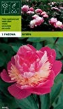 Paeonia lactiflora - Pfingstrose " Nymph "