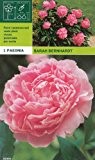 Paeonia lactiflora - Pfingstrose Sarah Bernhardt