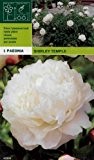 Paeonia lactiflora - Pfingstrose " Shirley Temple "