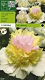 Paeonia - Pfingstrose Top Brass