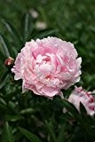 Paeonia x lactiflora 'Sarah Bernhardt' - Im 2 lt. Rundtopf