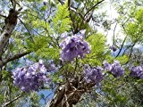 Palisanderbaum -Jacaranda mimosifolia- 25 Samen -Blaue-Blüten-