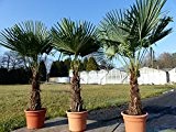 Palme 180 cm XXL Trachycarpus fortunei Hanfpalme, winterhart bis -18°C