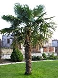 Palmen-Center Hanfpalme Trachycarpus Fortunei, Stammlänge 140-150 cm