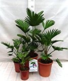Palmen Familien SET 4 STÜCK - Winterharte Hanfpalme - Trachycarpus wagnerianus