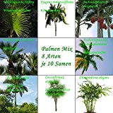 Palmen Mix A - 8 Arten - je 10 Samen