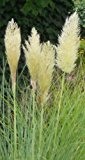 Pampasgras Weiss, die schönste (Blickfang am Teich) 100+ Samen -Winterhart-