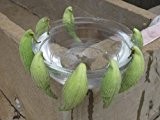 Papageienpflanze (Asclepias syriaca) 10 Samen >Echte Syrische Seidenpflanze< ***WINTERHART***