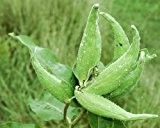Papageienpflanze- Asclepias syriaca - 10 Samen -Syrische Seidenpflanze