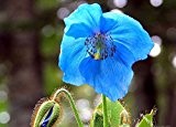 Papaver Somniferum / Schlafmohn - "Persian Blue" (unbehandelt und keimfähig) - 250 Samen