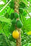 Papaya Melonenbaum süsse Früchte 10 Samen