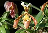 Paphiopedilum Hybride in Blüte Frauenschuh Orchidee Pflanze Cypripedium Rarität