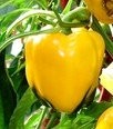 Paprika -Asti Yellow- 10 Samen