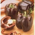 Paprika Braun -Chocolate-Beauty- 10 Samen -brauner süsser Gemüsepaprika-