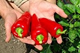 Paprika Roter Ausburger | Bio-Paprikasamen von Culinaris Saatgut