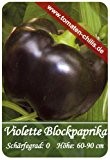 Paprika Samen - 15 Stück - Violette Blockpaprika