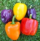 Paprika-Samen Mix 60 Samen (Weisse,Braune,Violette....) "Die Gartensensation"