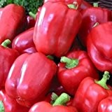 Paprika - sweet bell pepper - Yolo Wonder - 30 Samen