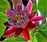 Passiflora Alata Passionsblume