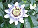 Passiflora caerulea - Blaue Passionsblume - 10 Samen - frosthart -