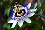 Passiflora caerulea - Blaue Passionsblume - 10 Samen