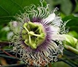 Passiflora edulis Golden giant - Maracuja - Passionsfrucht - 10 Samen